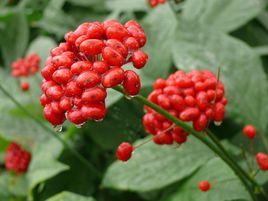 吉林長白山人參 吉林長白山人參