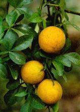 桔紅蜜餞——選果