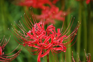 clusteramaryllis clusteramaryllis