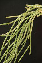 青柳[仙人掌科絲葦屬，是一種附生類仙人掌]