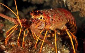 斷溝龍蝦 斷溝龍蝦