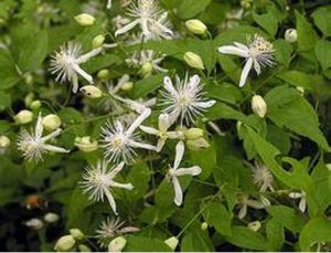 毛果鐵線蓮 毛果鐵線蓮