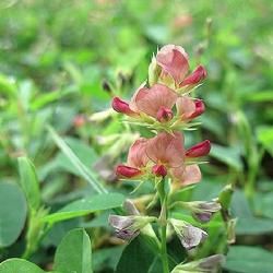 琴瓣黃耆 琴瓣黃耆