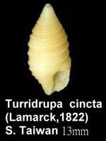 螺旋卷管螺 螺旋卷管螺