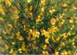 中亞錦雞兒 中亞錦雞兒