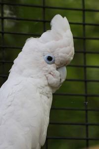 杜科波氏鳳頭鸚鵡 杜科波氏鳳頭鸚鵡