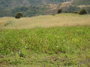 增收村馬鈴薯種植