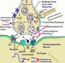 突觸後的末端:上含有神經傳導物質