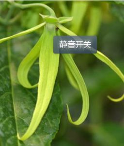 依蘭精油