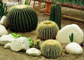 金琥[仙人掌科金琥屬植物]