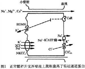 先天性醛固酮增多症(圖)圖1