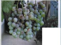 葡萄生棒殼