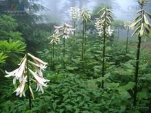 蕎麥葉大百合 蕎麥葉大百合