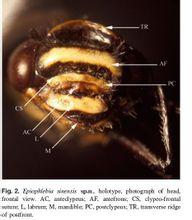 蜻蜓[差翅亞目昆蟲]