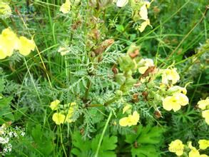 半扭卷馬先蒿 半扭卷馬先蒿