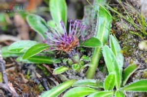 硬葉風毛菊 硬葉風毛菊