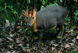 台灣山羌 台灣山羌
