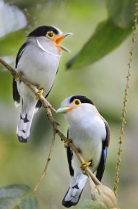 高棉銀胸絲冠鳥