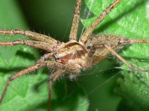 帚狀漏斗蛛 帚狀漏斗蛛