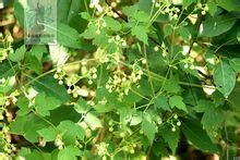 金佛鐵線蓮 金佛鐵線蓮