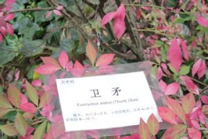 五角衛矛 五角衛矛