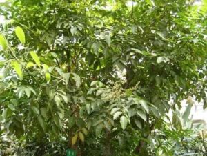 禿葉黃皮樹 禿葉黃皮樹