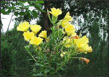 黃花月見草的花