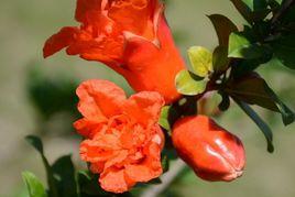 石榴花[石榴科石榴屬植物]