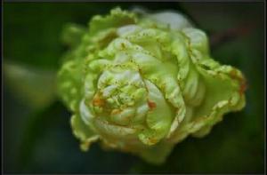 玉盤[衛矛屬輻射育種選育品種]