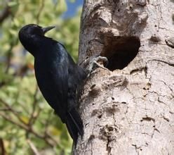 瓜島啄木鳥 瓜島啄木鳥