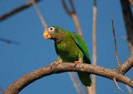 黃嘴亞馬遜鸚鵡 黃嘴亞馬遜鸚鵡