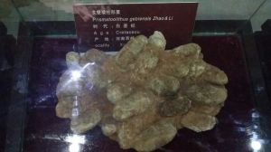 西峽恐龍遺蹟園