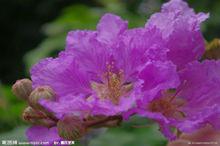 紫薇花[紫薇世界]