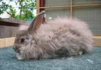 法國安哥拉兔 法國安哥拉兔