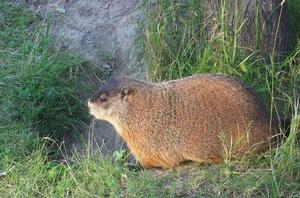 河狸[哺乳綱動物]