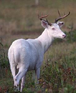 神農白鹿 神農白鹿