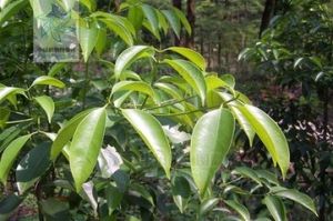 厚葉瓊楠(原變種) 厚葉瓊楠(原變種)