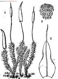 大帽蘚屬 大帽蘚屬