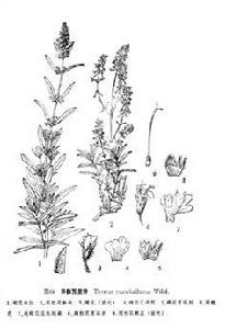 異株百里香 異株百里香