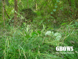 灰化薹草 灰化薹草