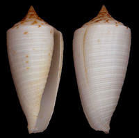 美麗亞細亞芋螺