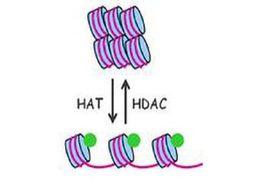 組蛋白去乙醯化酶 組蛋白去乙醯化酶