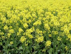 雜優一號 雜優一號