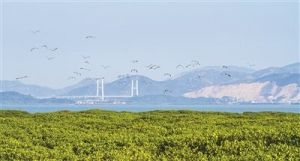 龍海九龍江口紅樹林省級自然保護區