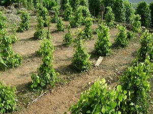 國動倮俄村 國動倮俄村