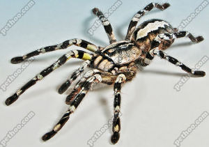 印度華麗雨林蜘蛛 印度華麗雨林蜘蛛