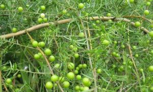 甘肅天門冬 甘肅天門冬