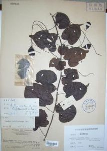 菱果羊蹄甲(變種) 菱果羊蹄甲(變種)