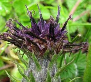 蒲公英葉風毛菊 蒲公英葉風毛菊