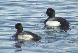 （圖）斑背潛鴨